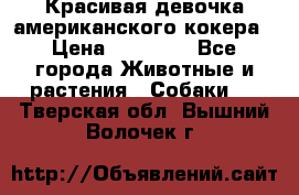 Красивая девочка американского кокера › Цена ­ 35 000 - Все города Животные и растения » Собаки   . Тверская обл.,Вышний Волочек г.